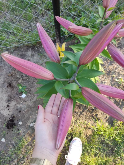 Sylwunia - Jakie malutkie pączuszki mają moje lilie (ʘ‿ʘ)
#kwiaty #ogrodnictwo #rosli...