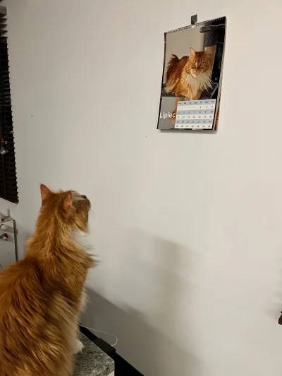 Infliksymab - Mój jeden z 3 kotów na widok swojego zdjęcia kalendarzu bardzo się zaci...