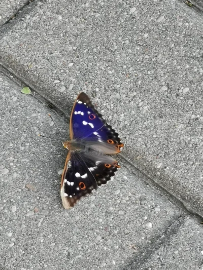 Borealny - Takiego pięknego motylka spotkałem dziś na spacerze. Odpoczywał na chodnik...