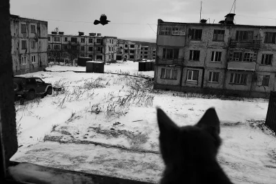 wfyokyga - Oleg Klimov.
#fotografia #koty