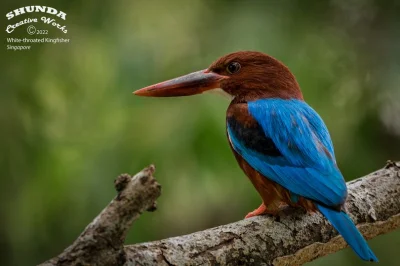 Lifelike - Łowiec krasnodzioby (Halcyon smyrnensis)
Autor
#photoexplorer #fotografi...