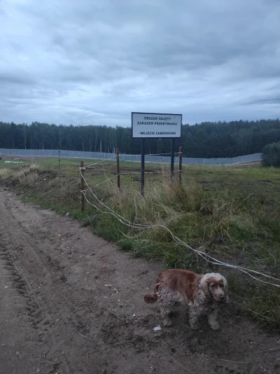 Vvokun - Freya melduje, że jest bezpiecznie 
#pokazpsa #psy #pies #granica #bialorus
