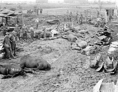 myrmekochoria - Konie zabite podczas niemieckiego ostrzału, 1917.

#starszezwoje - ...