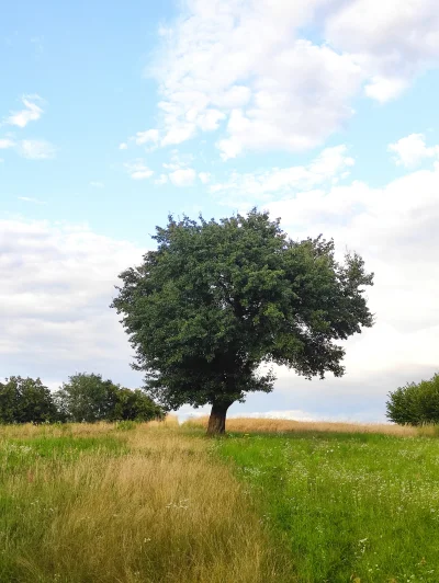 Krzyshake - Ale piękne zdjęcie zrobiłem
Jakoś bije od niego malarstwem 
#fotografia #...