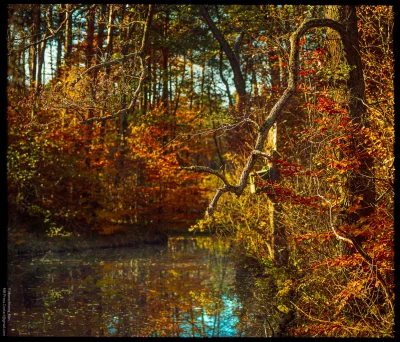 Monochrome_Man - Oczko wodne gdzieś tam, w jesiennym lesie.

#dailymonochrom
#foto...
