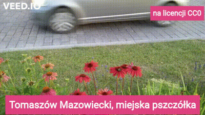 Poludnik20 - #tomaszowmazowiecki #lodzkie Miejska pszczółka

#zwierzaczki #pszczoly...