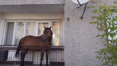 Lipek12s - >Ludzie nie mają koni, bo mieszkają w mieście.

@blargotron: to akurat nie...