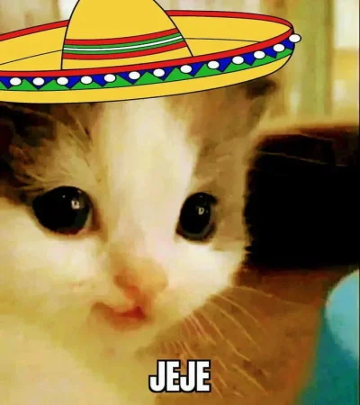KarmazynowyHefalump - Meksykański kotek jak ktoś potrzebuje do folderu z kitkami 
#k...