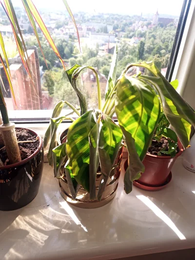 t.....o - #rosliny #ogrodnictwo 
Calathea. Niedawno kupiona a jest coraz marniejsza. ...