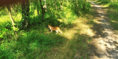 Assiduus - #koteczkizprzypadku #kitku #las

Nie wiem co ten kotek robił w lesie dos...