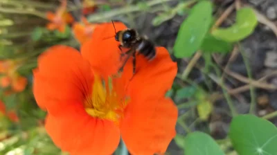 johnblaze12345 - Ćmiele to takie małe, puchate koliberki ʕ•ᴥ•ʔ
Lubię je, bo chociaż ...