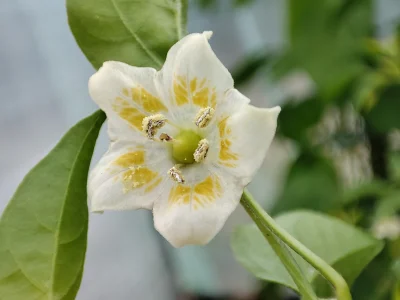 gobi12 - Aji Habanero

Ostrość: 5.000-15.000 SHU

Jeden z najładniejszych kwiatkó...
