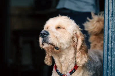 lebele - Relaks w słońcu

Autor - instagram #fotografia #zwierzaczki #pies