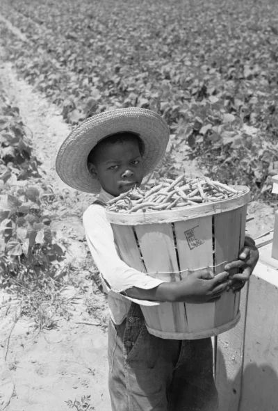 myrmekochoria - Chłopiec zbierający groszek, Cambridge, Maryland, 1937.

#starszezw...