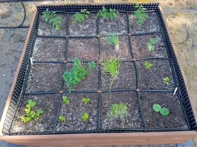 Termos69 - #sfg #squarefootgarden #ogrodnictwo update po 2 miesiącach tak było w maju...