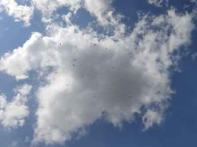Cinoski - Bociany uczą się latać
#bociany
