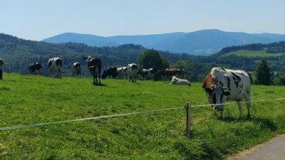 Fleks - Krowy i góry.
#widoki #krowa #turystyka