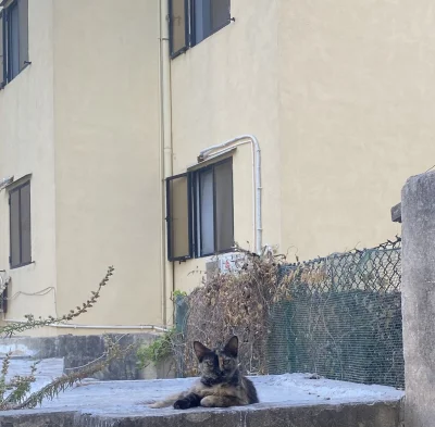 somskia - Izydorek przyszedł mną pogardzić #maltanskiekitku #koty #kitku 
SPOILER