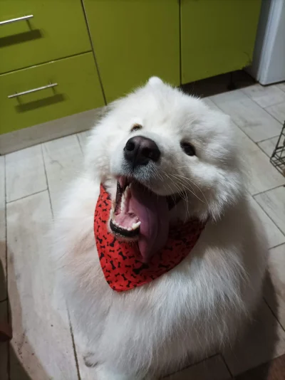 Frutis - Yoshi pojechał na wakacje do Babci (｡◕‿‿◕｡)
#samoyed #pokazpsa