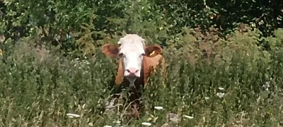 taboreton - Moja ulubiona krowa. Nazywa się Yeti ( ͡° ͜ʖ ͡°)
#smiesznypiesek #wies #...