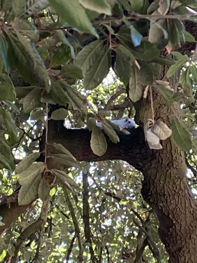 buubuuu - Dzisiaj w parku pierwszy raz w życiu widziałem białą wiewiórkę