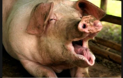 P.....c - @rozowyslonikx: przyszła świnka się nażreć za darmo i jeszcze narzeka na wz...