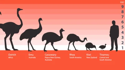 pink_avenger - To jest emu. Struś jest większy i nie rozumie po australijsku. Emu lep...