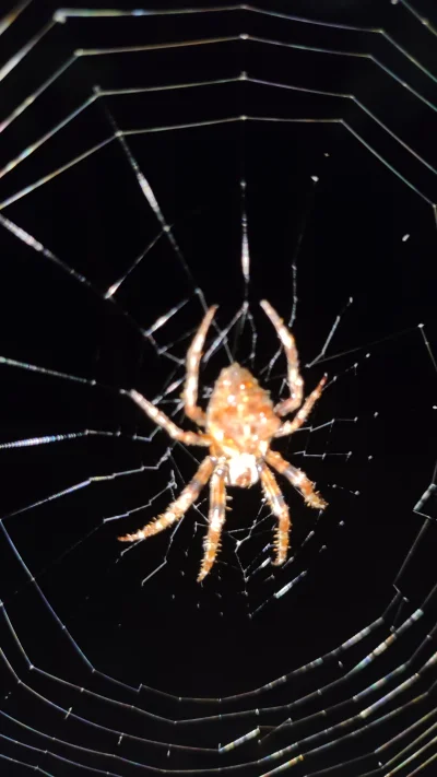 mateusz-zurek - #arachnofotki
Cześć,
Czy ktoś może zidentyfikować tego pająka?
Wypłat...