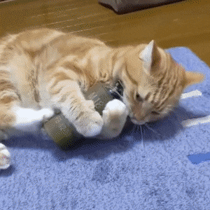 KurierInpost - #smiesznekotki