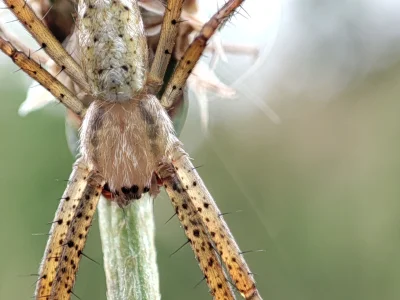 srogi_grzyb - Takiego pajączka dzisiaj widziałem.
#zwierzaczki #natura #arachnofotki...