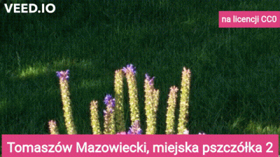 Poludnik20 - #tomaszowmazowiecki #lodzkie Premiera „Miejskiej Pszczółki 2” Jeśli chce...