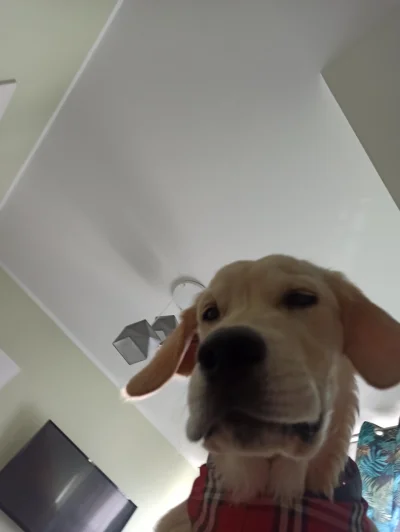 JarekNoooTego - POV: jest 8 rano a Twój golden retriever nie dostał michy jak codzien...