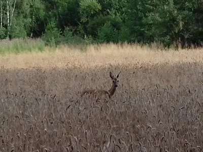 camion - Z dzisiejszej podróży po lesie.
#natura #przyroda #sarenkizprzypadku