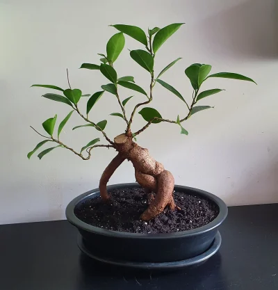 yneb - Fikus po cięciu i zmianie doniczki. Jakieś porady opinie wskazane. 


#bonsai ...
