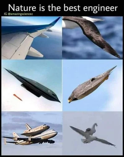 G.....1 - #nauka #przyroda #zwierzaczki #technologia #lotnictwo #samoloty #heheszki
