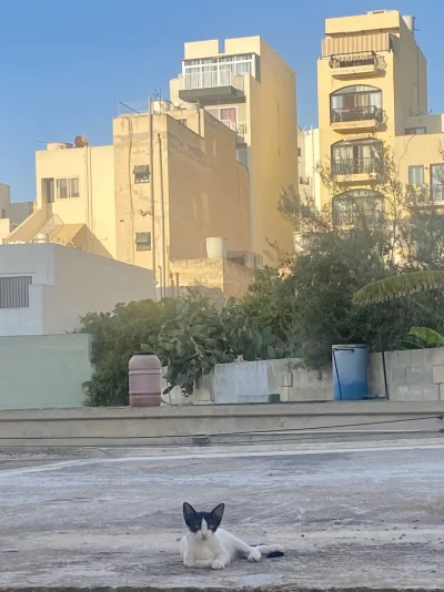 somskia - A kto ma takie wielkie uszy do słuchania plot #maltanskiekitku #koty #kitku