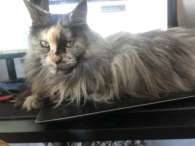 MagicznyRafalek1 - Za każdym razem gdy odpalam laptopa.
#koty ( ͡° ͜ʖ ͡°) #pokazkota...
