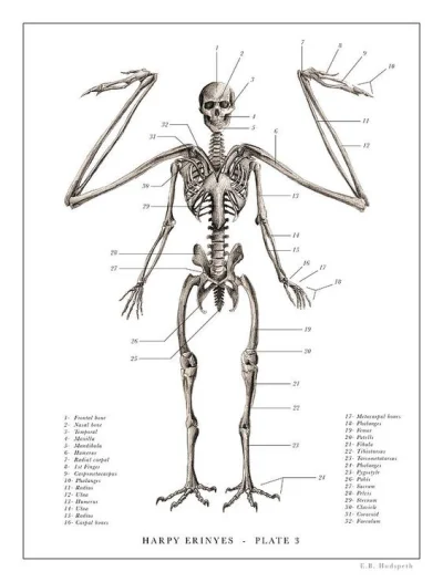 Nessiteras_rhombopteryx - #gabinetosobliwosci #wtf #mitologia