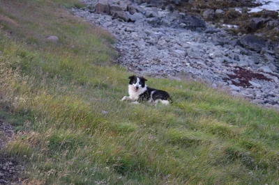 andale - To nie są normalne psy. Na Islandii spotkałem takiego. Na początku myślałem,...