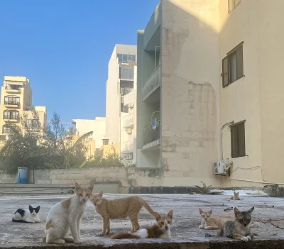 somskia - Chyba poszła plota, ze jestem dostawca saszet XD #maltanskiekitku #koty #ki...