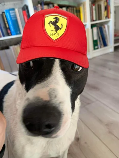 MosleyOswald - To jest pies ŁATEK. Kibic Ferrari #f1 #pokazpsa