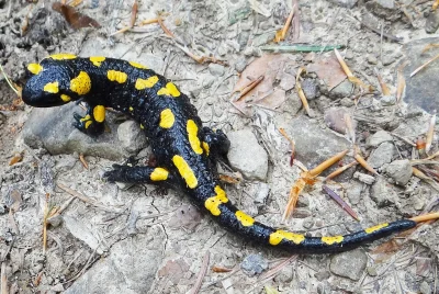 faxepl - @goryll: podobnie salamandra plamista. Wygląda na śmieszną jaszczurkę w krop...