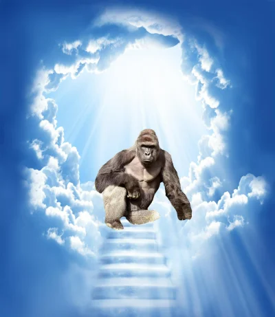 f.....m - @Bloodborn: RIP harambe