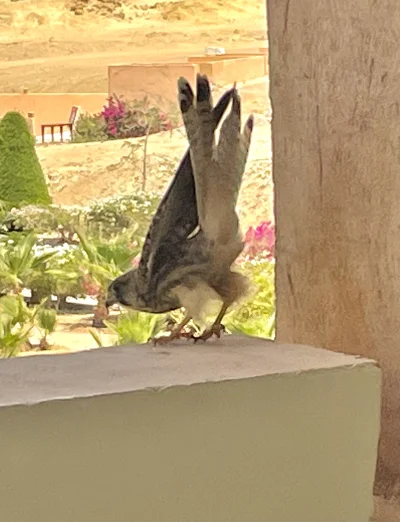 alpharelax - #ornitologia #ptaki to sokół wędrowny? W Egipcie na balkonie. Drugia fot...