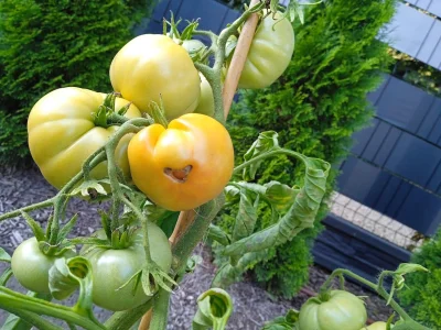 Termos69 - Po tym jak ostatnio dałem pomidorom biopon pomidory zaczęły nabierać kolor...