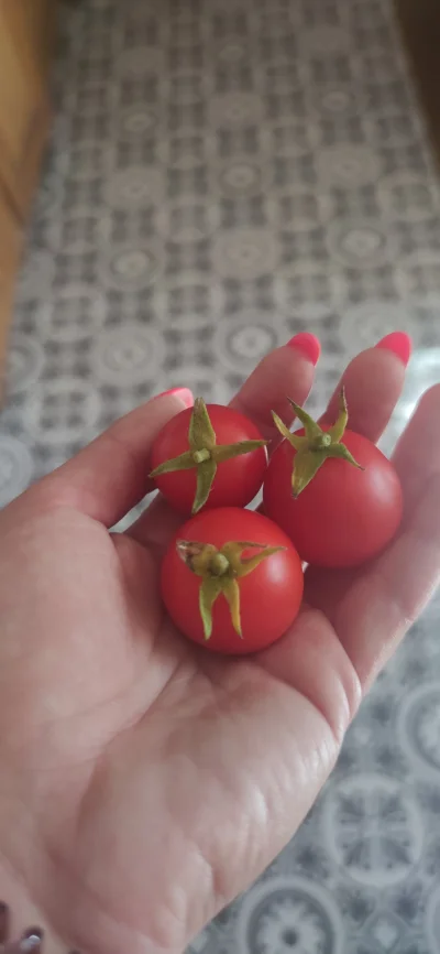 WideOpenShut - Moje pierwsze pomidorki, które w życiu posadziłam ʕ•ᴥ•ʔ
Są pyszne i sł...