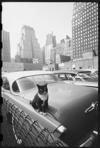 myrmekochoria - Angelo Rizzuto, Kot siedzący na samochodzie z wieżowcami w tle, 1958....