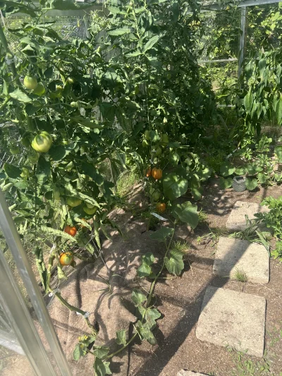 Rabusek - A na śniadanko pomidory z własnej hodowli (ʘ‿ʘ) 

#rod #chwalesie