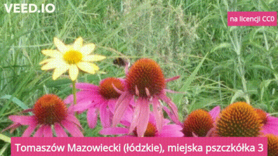 Poludnik20 - #tomaszowmazowiecki #lodzkie #polska #sierpien #wakacje Wlatuje premiera...