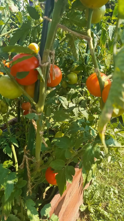 Fertility - Pomidory